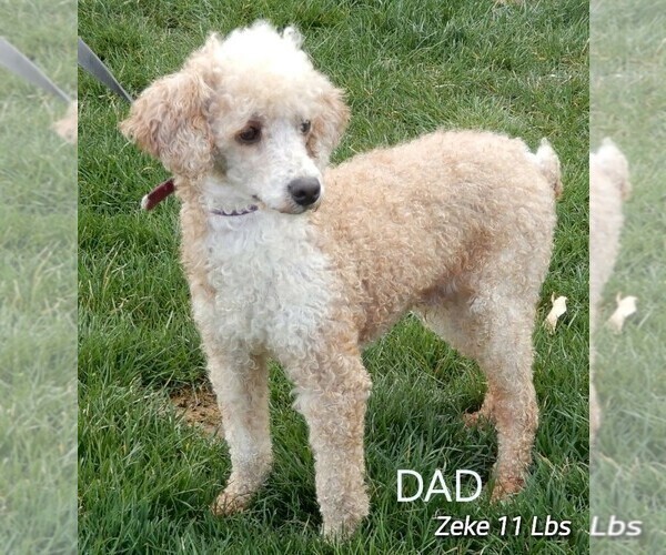 Medium Photo #1 Miniature Labradoodle Puppy For Sale in FREDERICKSBURG, OH, USA