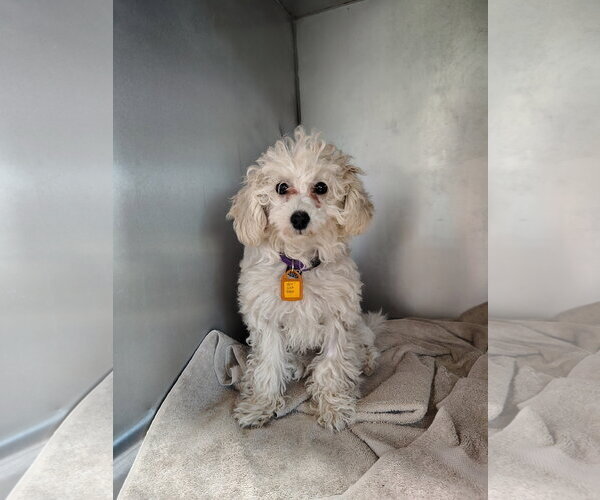 Medium Photo #1 Poodle (Toy) Puppy For Sale in Mukwonago, WI, USA