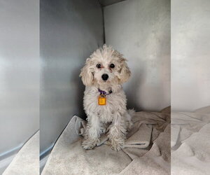 Poodle (Toy) Dogs for adoption in Mukwonago, WI, USA