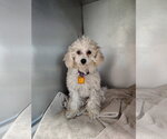 Small Poodle (Toy)