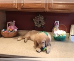 Small Photo #19 Golden Retriever Puppy For Sale in WEBSTER CITY, IA, USA