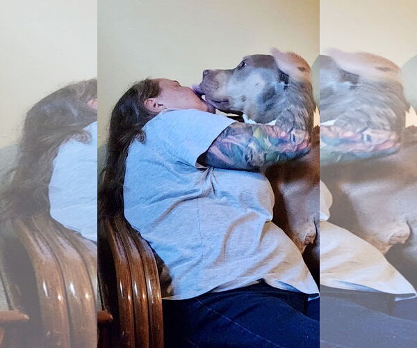 Medium Photo #23 Staffordshire Bull Terrier-Unknown Mix Puppy For Sale in Mount Laurel, NJ, USA