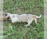 Small #2 Dachshund