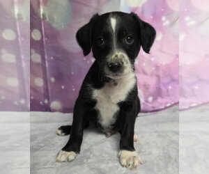 Mutt Dogs for adoption in Lakewood, CO, USA