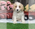 Small #4 Bichpoo-Cavalier King Charles Spaniel Mix
