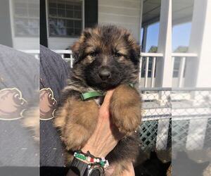 German Shepherd Dog Puppy for Sale in NEWVILLE, Pennsylvania USA