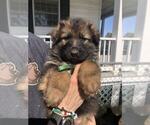 Image preview for Ad Listing. Nickname: long coat sable