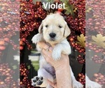 Puppy Violet Golden Retriever
