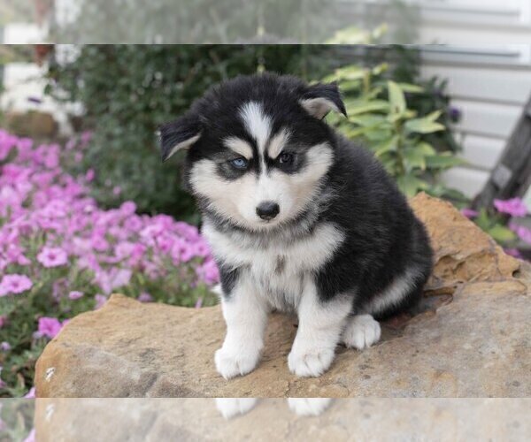 Medium Photo #2 Pomsky Puppy For Sale in FRESNO, OH, USA