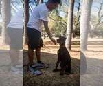 Small Photo #9 Doberman Pinscher Puppy For Sale in FORT LAUDERDALE, FL, USA