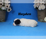 Small Photo #4 Poodle (Toy) Puppy For Sale in CHANUTE, KS, USA