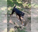 Small Photo #3 Australian Kelpie-Huskies  Mix Puppy For Sale in Mountain View, AR, USA