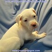 Small Photo #273 Dogo Argentino Puppy For Sale in JANE, MO, USA