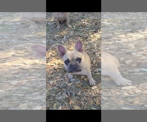 French Bulldog Puppy for sale in FLORESVILLE, TX, USA