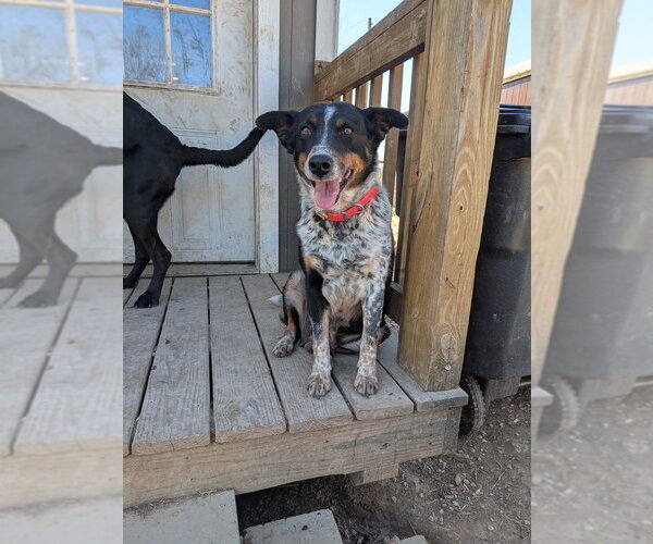 Medium Photo #3 Mutt Puppy For Sale in Vail, AZ, USA