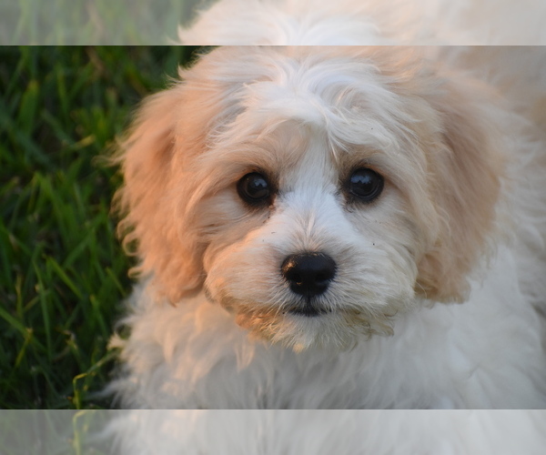 Medium Photo #2 Cavachon Puppy For Sale in ELDORADO, OH, USA