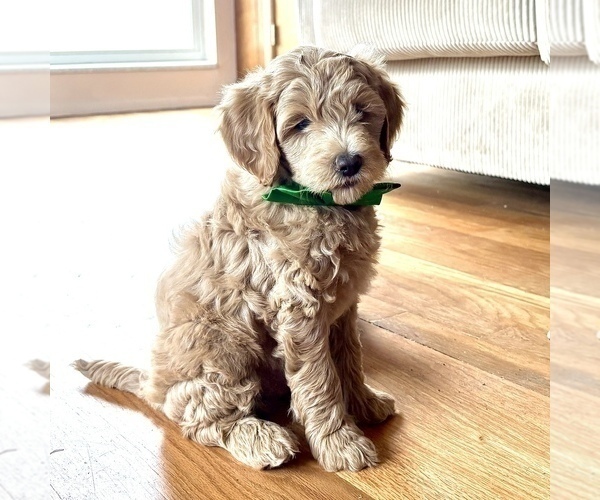 Medium Photo #2 Goldendoodle (Miniature) Puppy For Sale in ROY, UT, USA