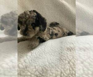 Bernedoodle (Miniature) Puppy for sale in ALPHA, KY, USA