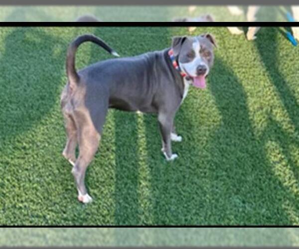 Medium Photo #3 American Pit Bull Terrier Puppy For Sale in Charlotte, NC, USA