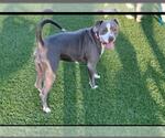 Small #2 American Pit Bull Terrier