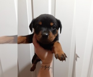 Rottweiler Puppy for sale in VANCOUVER, WA, USA