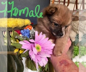 Pomeranian Puppy for sale in FRANKFORT, IN, USA