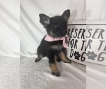 Small #3 German Shepherd Dog