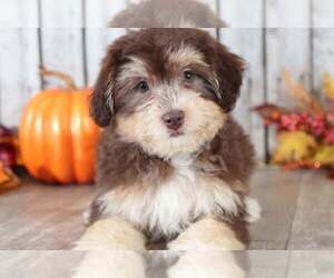 Yo-Chon Puppy for sale in MOUNT VERNON, OH, USA