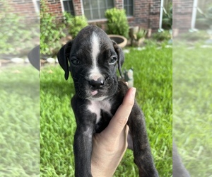 Boxer Puppy for sale in FRIENDSWOOD, TX, USA