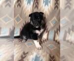 Small Photo #8 Alusky-Dutch Shepherd Dog Mix Puppy For Sale in VINTONDALE, PA, USA
