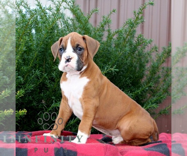 Medium Photo #2 Boxer Puppy For Sale in QUARRYVILLE, PA, USA