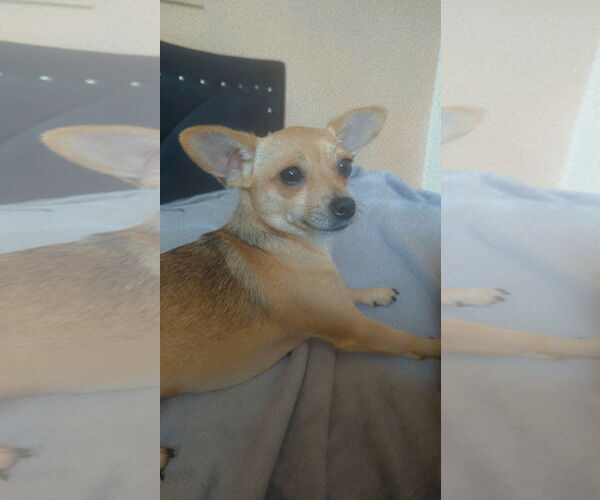 Medium Photo #1 Chihuahua Puppy For Sale in Miami, FL, USA