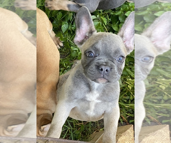 Medium Photo #4 French Bulldog Puppy For Sale in JACKSONVILLE, FL, USA