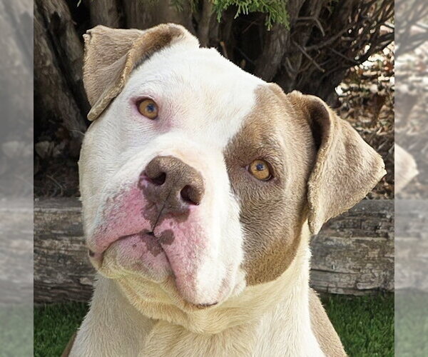 Medium Photo #1 Bulldog Puppy For Sale in Albuquerque, NM, USA