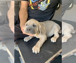 Cane Corso Puppy for sale in ALBUQUERQUE, NM, USA