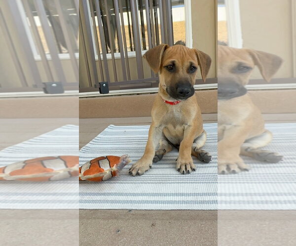 Medium Photo #1 Mutt Puppy For Sale in Sandy, UT, USA