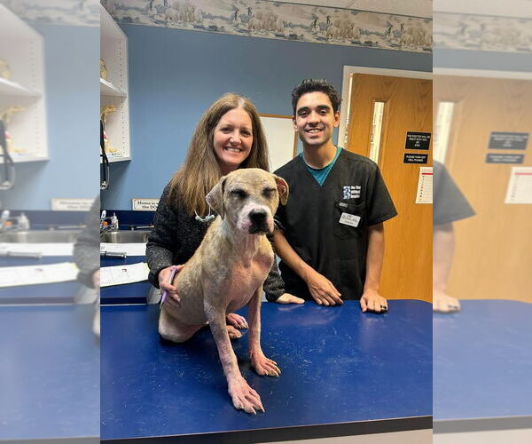 Medium Photo #5 Bulldog-Staffordshire Bull Terrier Mix Puppy For Sale in Thomasville, NC, USA