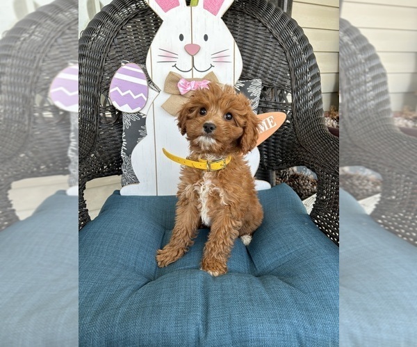 Medium Photo #4 Cavapoo Puppy For Sale in BOWLING GREEN, KY, USA