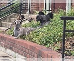 Image preview for Ad Listing. Nickname: Litter of 9