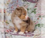 Small Photo #33 Miniature Australian Shepherd Puppy For Sale in HARRISON, OH, USA