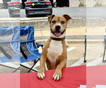 Small #1 American Pit Bull Terrier Mix