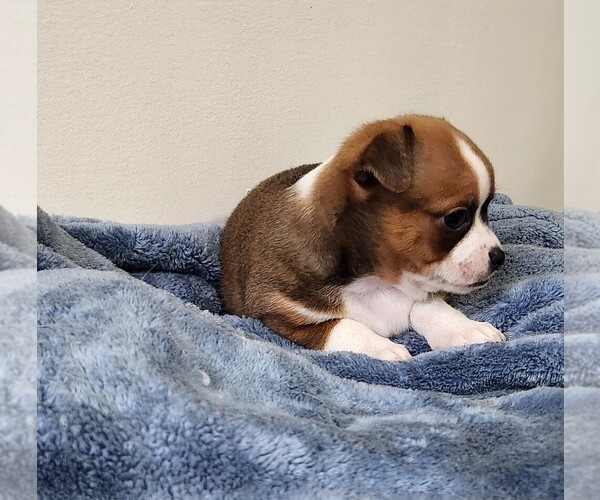 Medium Photo #27 Chihuahua Puppy For Sale in RUSTBURG, VA, USA