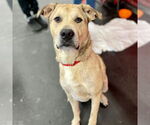 Small #19 Anatolian Shepherd Mix