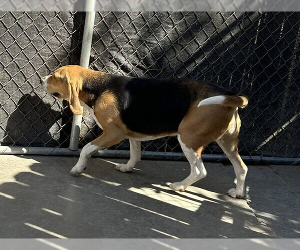 Medium Photo #4 Beagle Puppy For Sale in Apple Valley, CA, USA