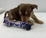 Small Photo #7 Chorkie Puppy For Sale in SAINT AUGUSTINE, FL, USA