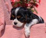 Small Photo #6 Cavalier King Charles Spaniel Puppy For Sale in GOSHEN, IN, USA