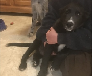 Border Collie Puppy for sale in REDWOOD, NY, USA