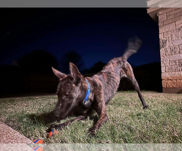 Medium Photo #3 Holland Shepherd Puppy For Sale in Imlay City, MI, USA