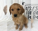 Small Golden Retriever