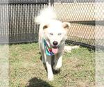 Small #1 Huskies  Mix